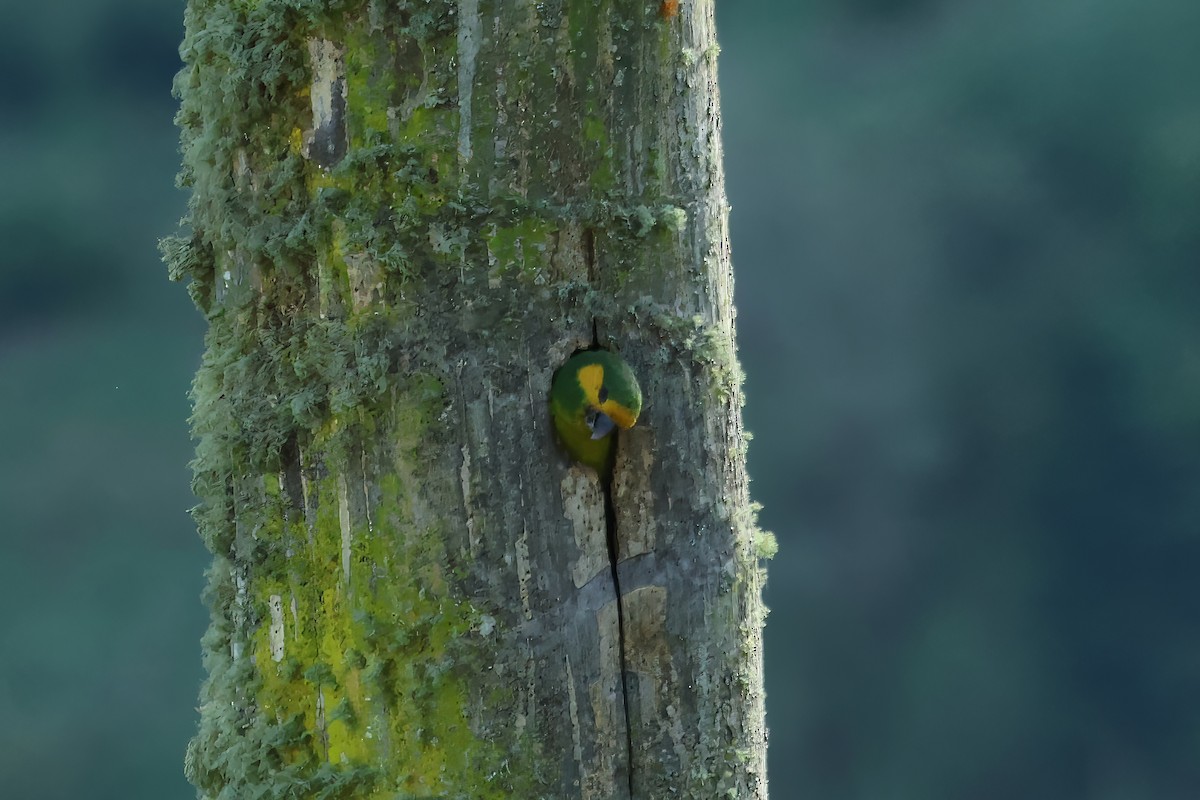 Yellow-eared Parrot - ML620487934