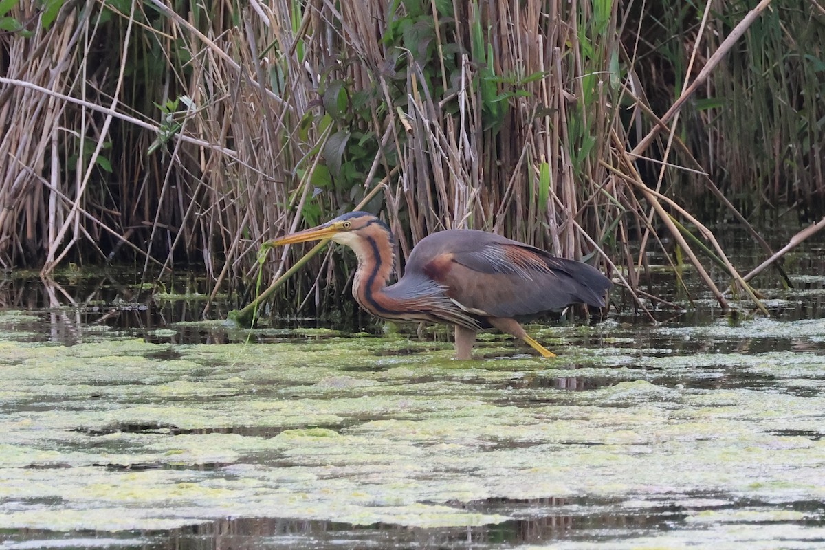 Purple Heron - ML620487935