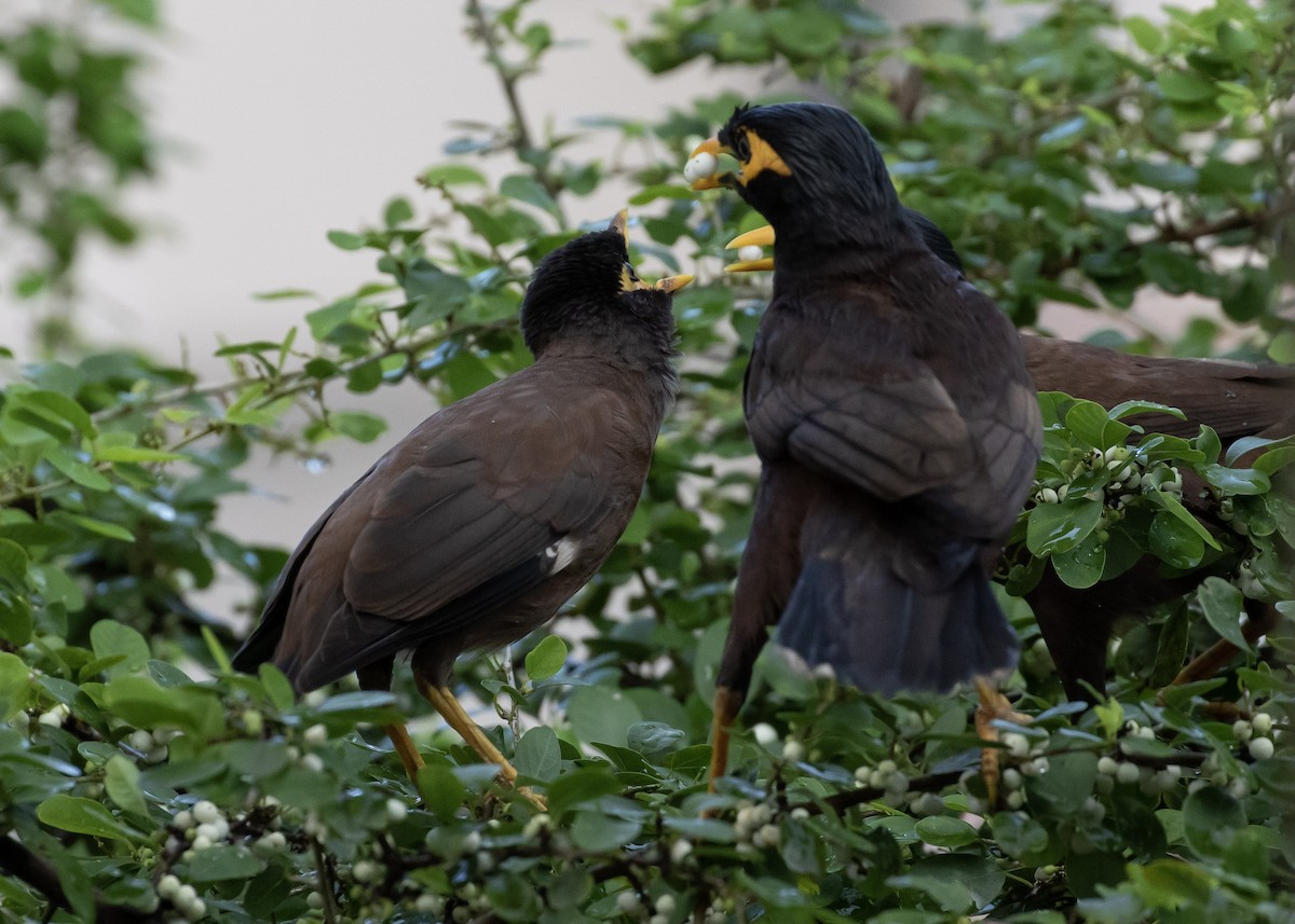 Common Myna - ML620487939