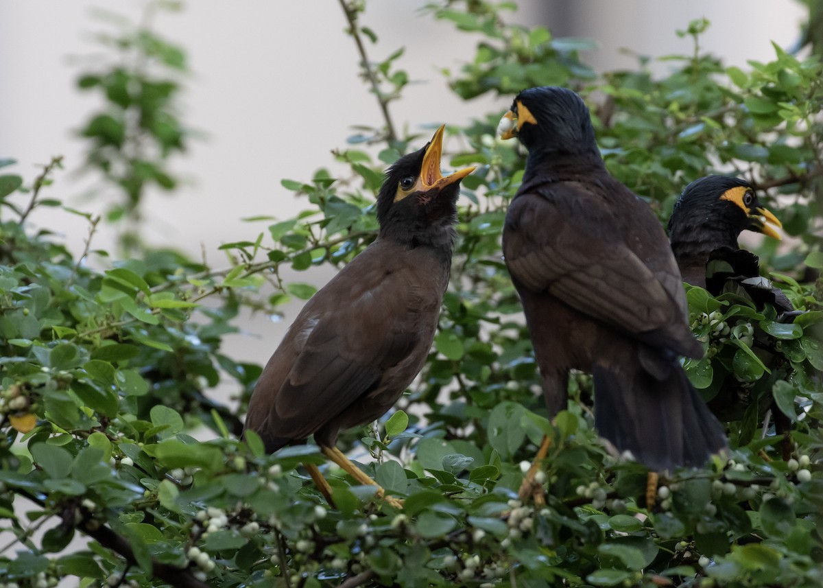 Common Myna - ML620487940