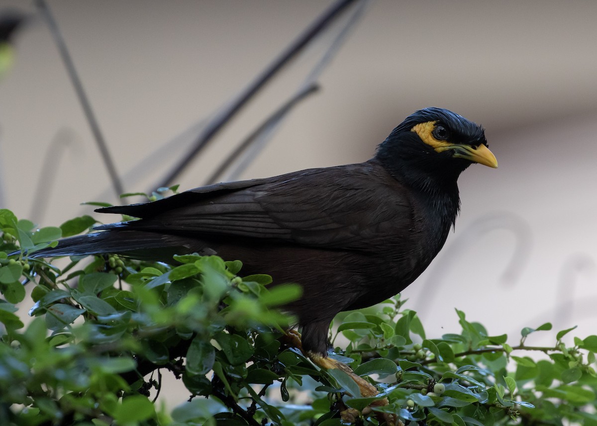 Common Myna - ML620487942