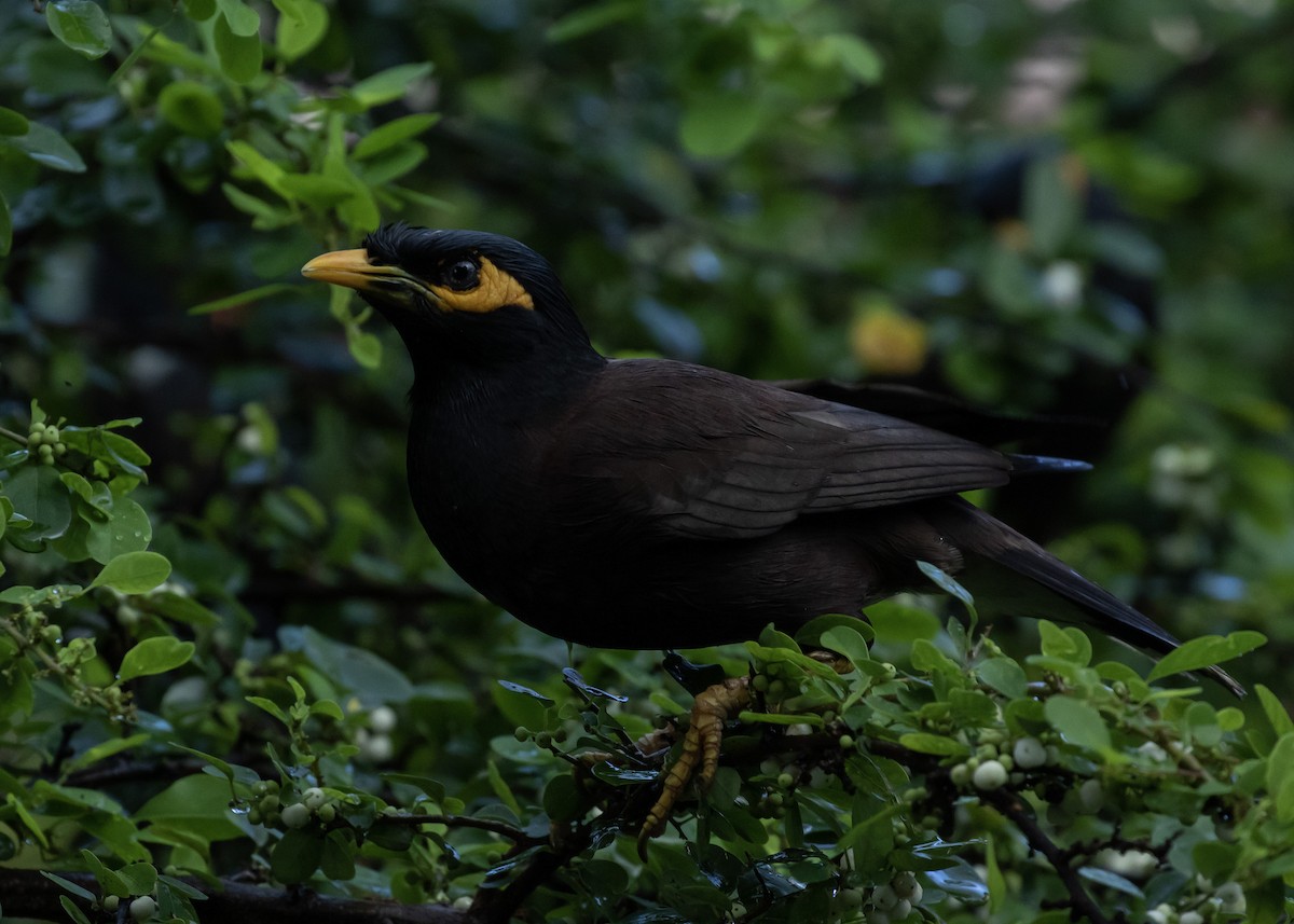 Common Myna - ML620487943