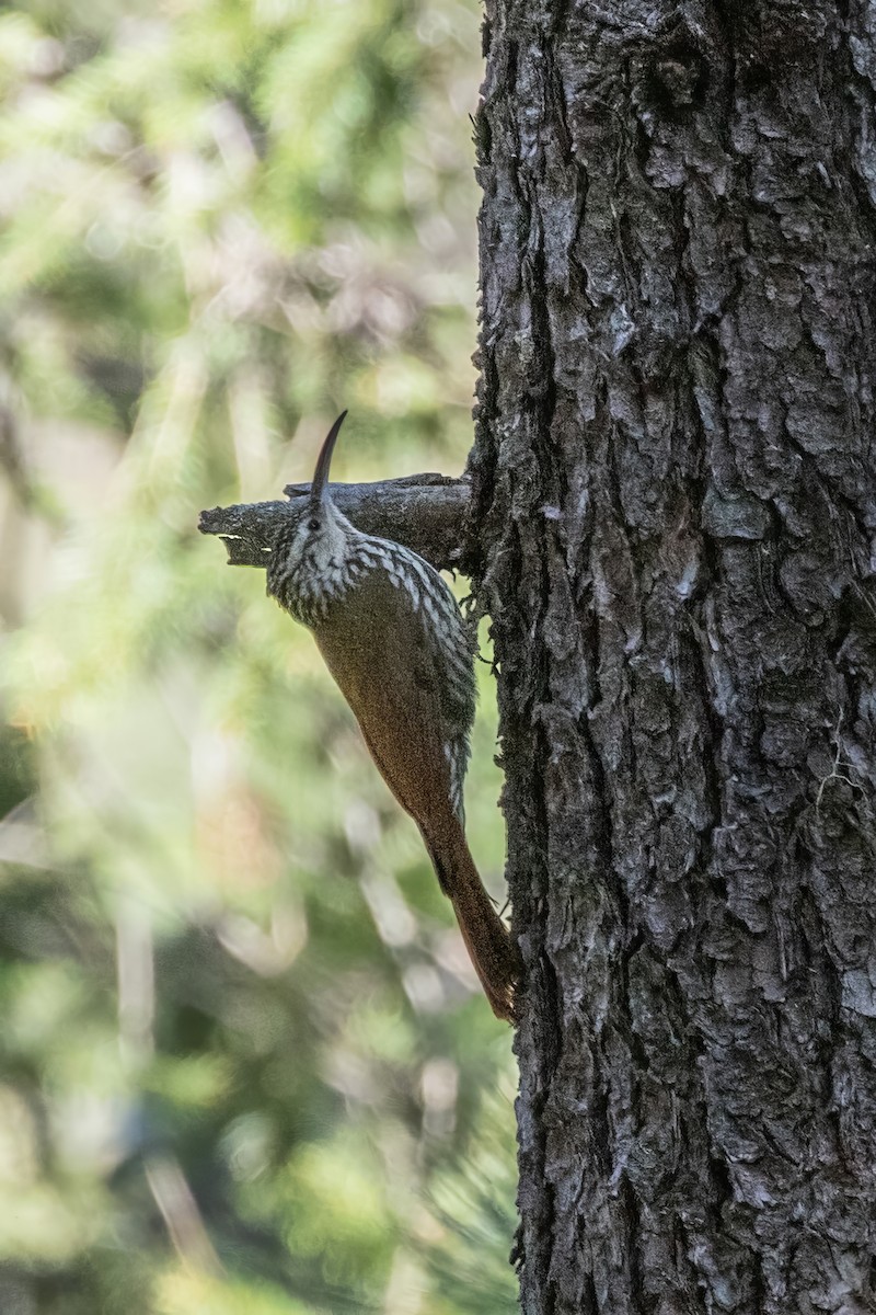 White-striped Woodcreeper - ML620487946