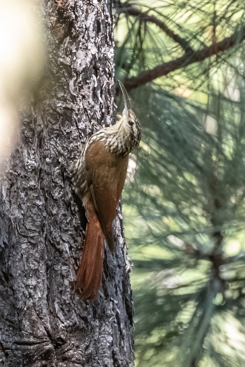 White-striped Woodcreeper - ML620487947