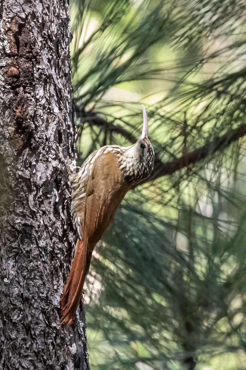 White-striped Woodcreeper - ML620487948