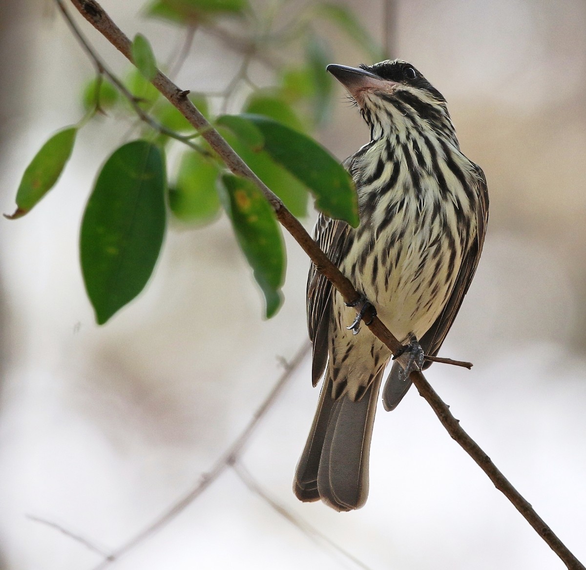 Streaked Flycatcher (Southern) - ML620487956