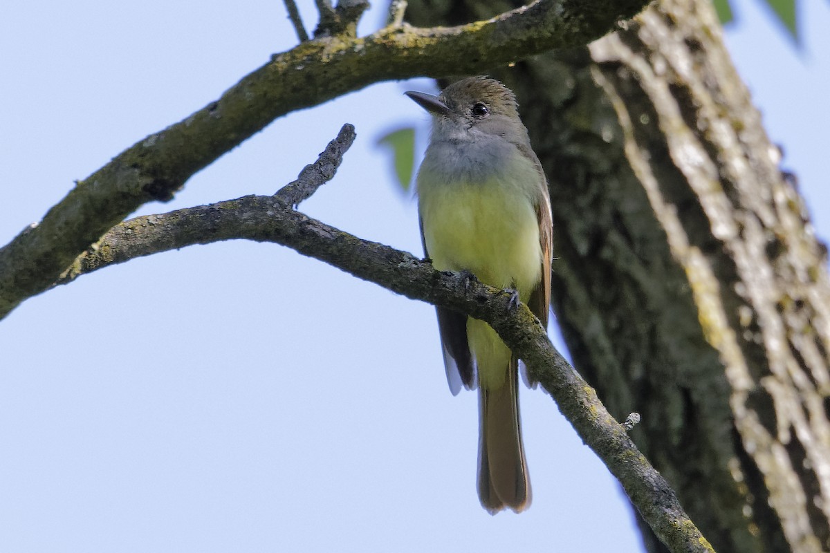 Great Crested Flycatcher - ML620487964