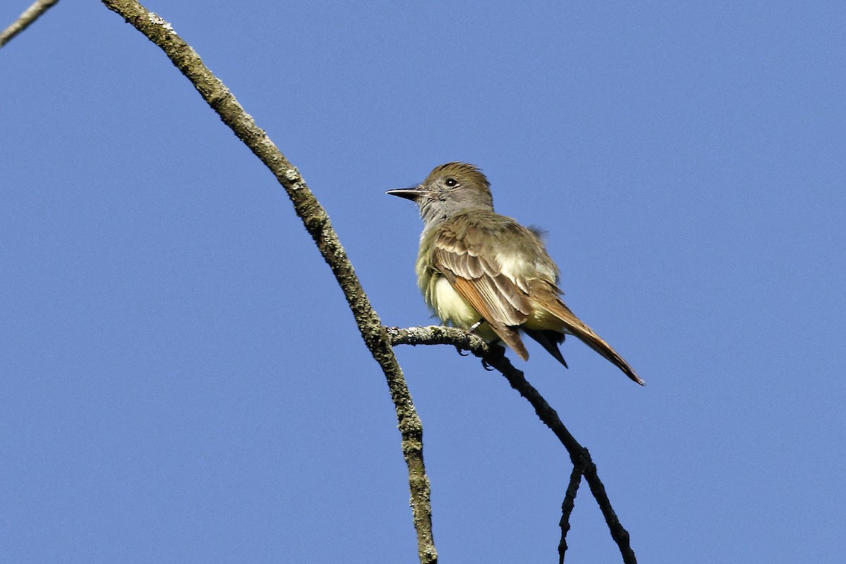 Great Crested Flycatcher - ML620487965