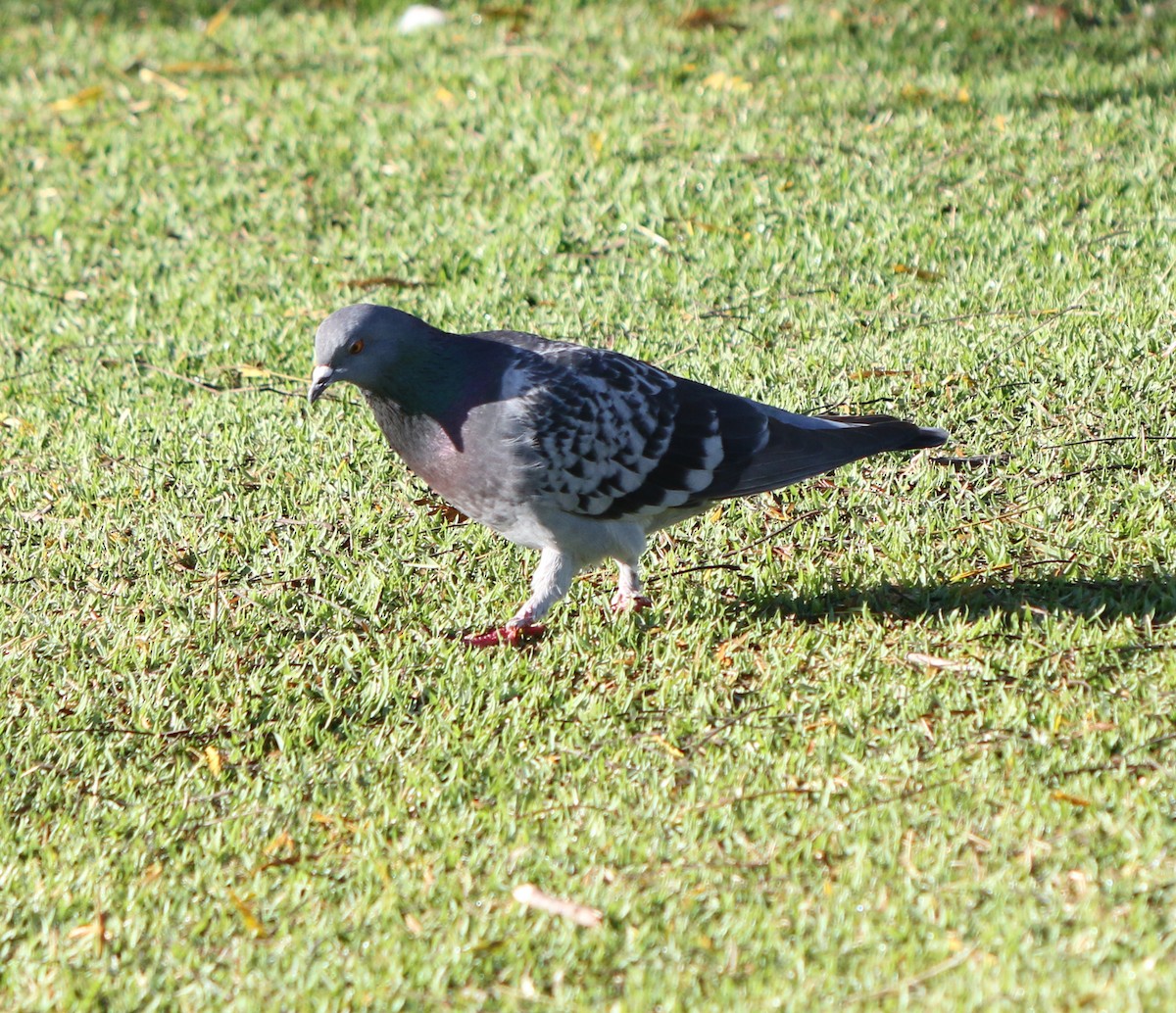 Rock Pigeon (Feral Pigeon) - ML620487973