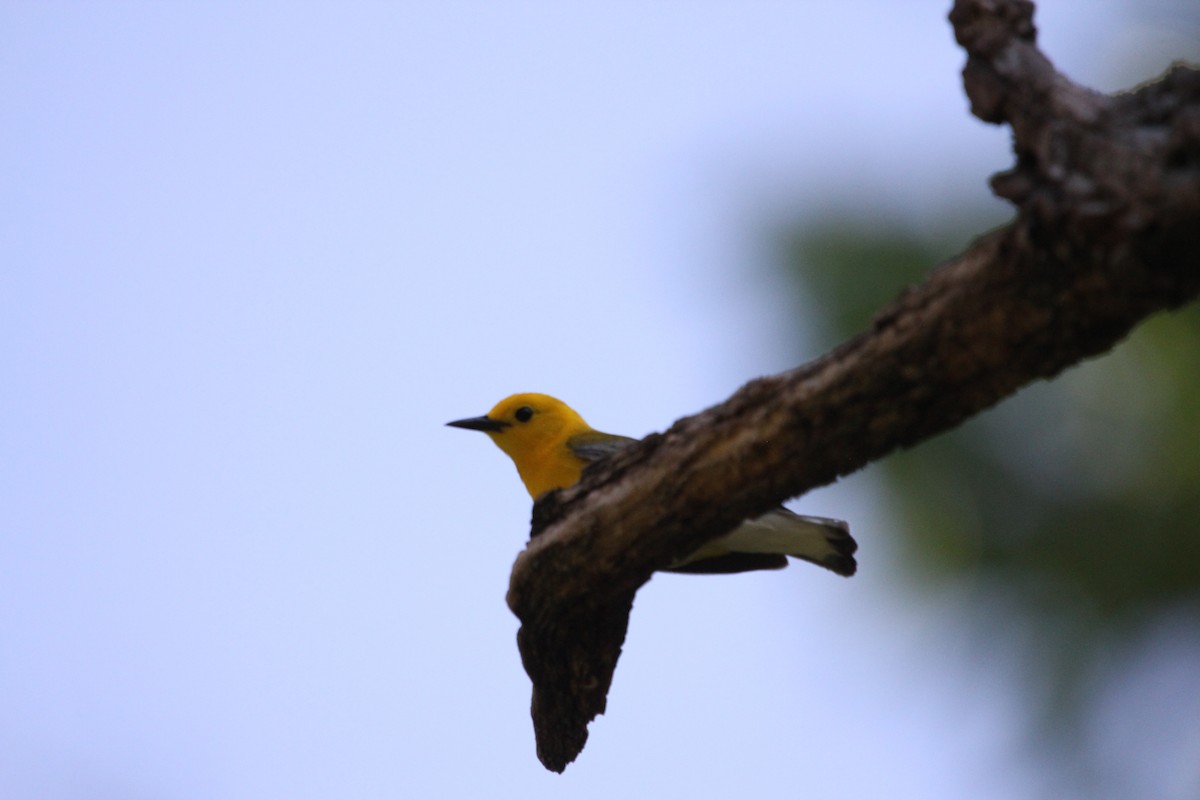 Prothonotary Warbler - ML620487974