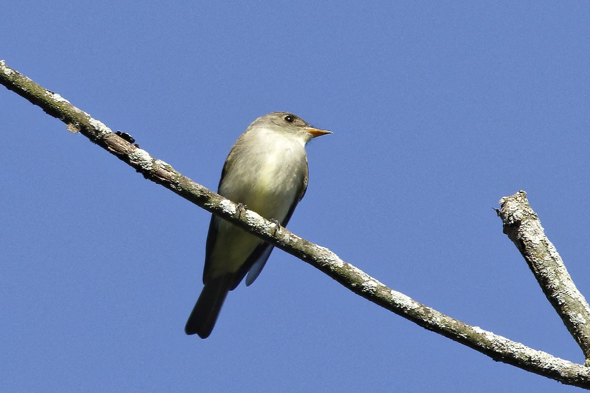 Eastern Wood-Pewee - ML620487975