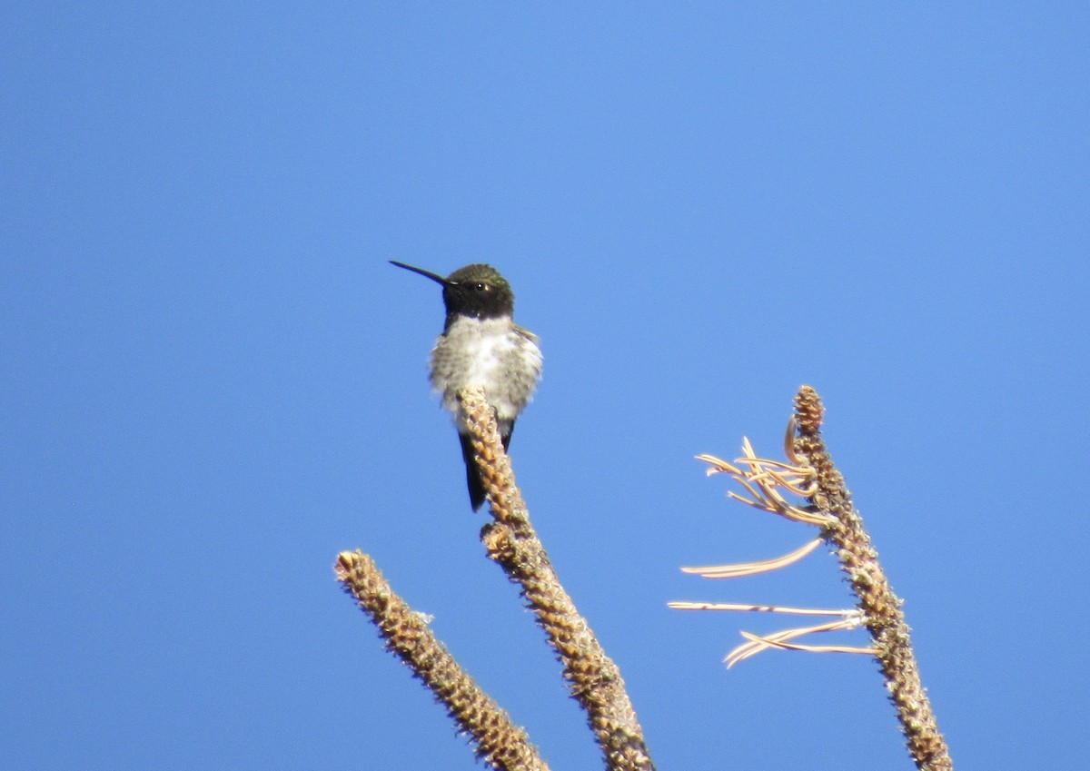 Colibrí Gorjinegro - ML620487976