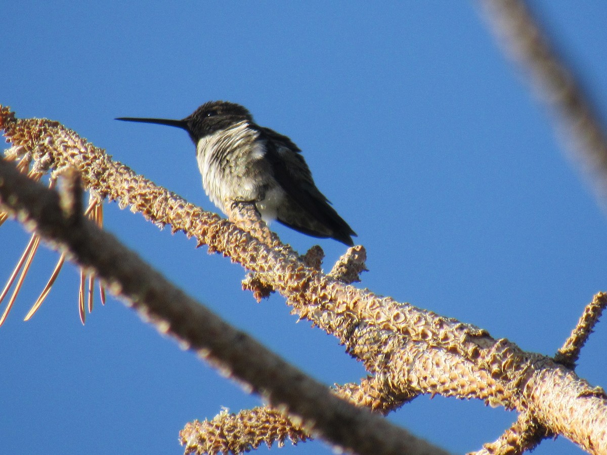 Colibrí Gorjinegro - ML620487977