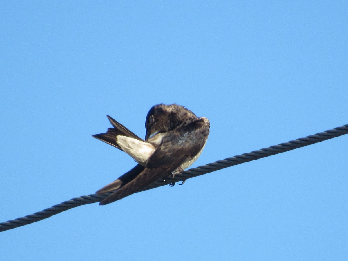 Golondrina Purpúrea - ML620487981