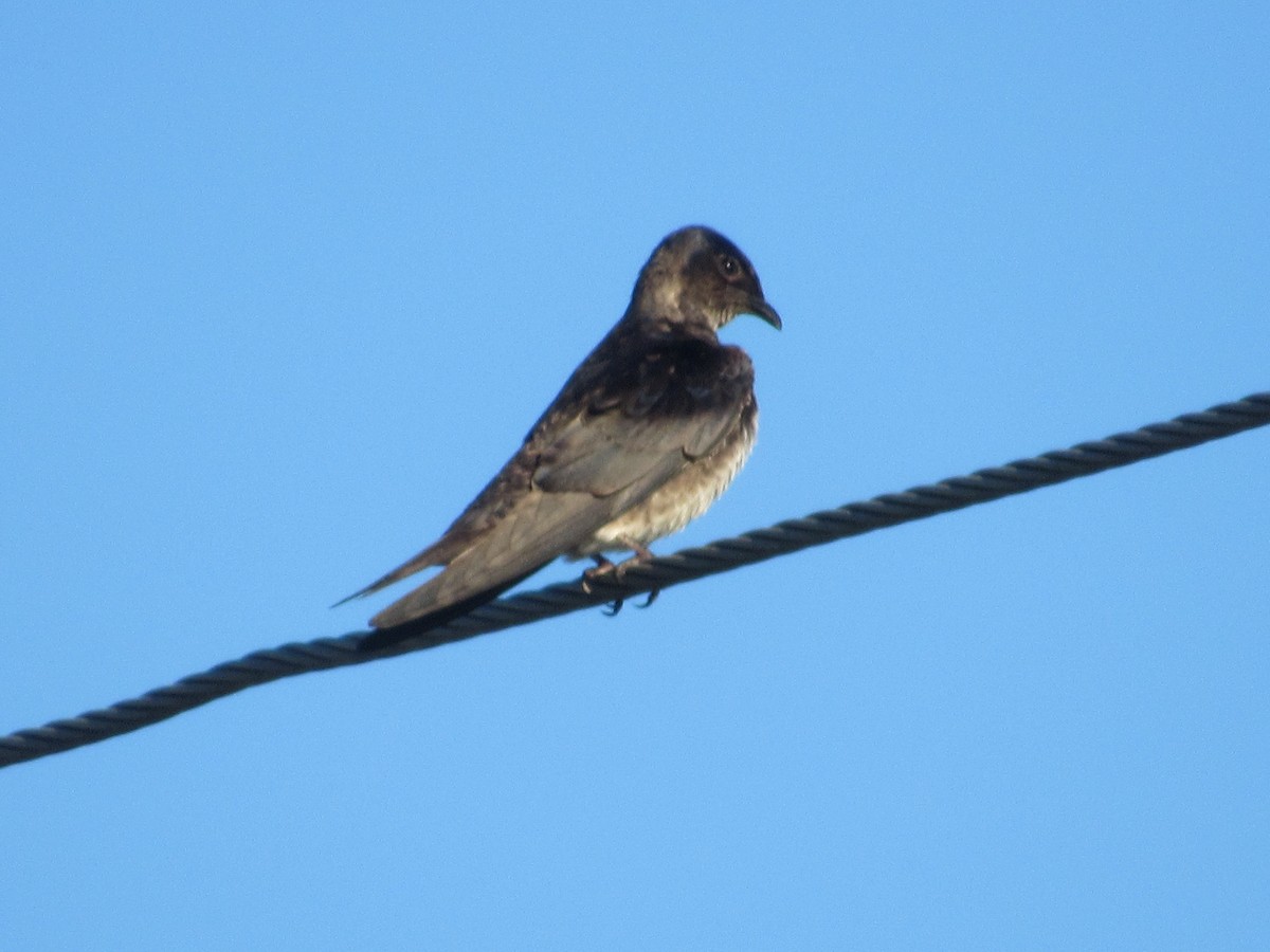 Golondrina Purpúrea - ML620487983