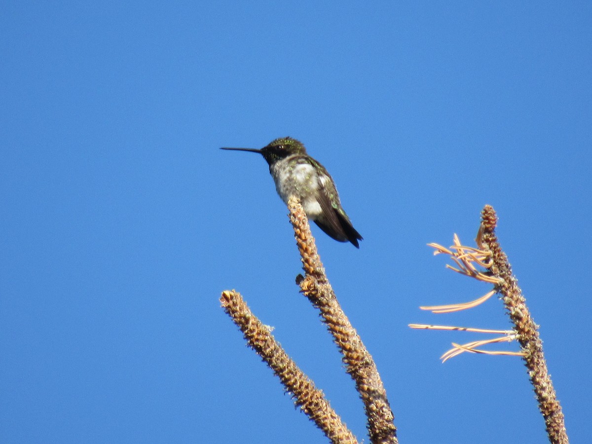 Colibrí Gorjinegro - ML620487984