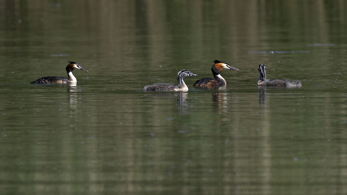 Great Crested Grebe - ML620487985