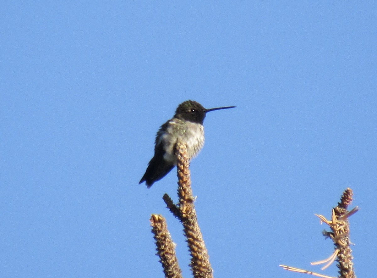 Black-chinned Hummingbird - Laurel Armstrong