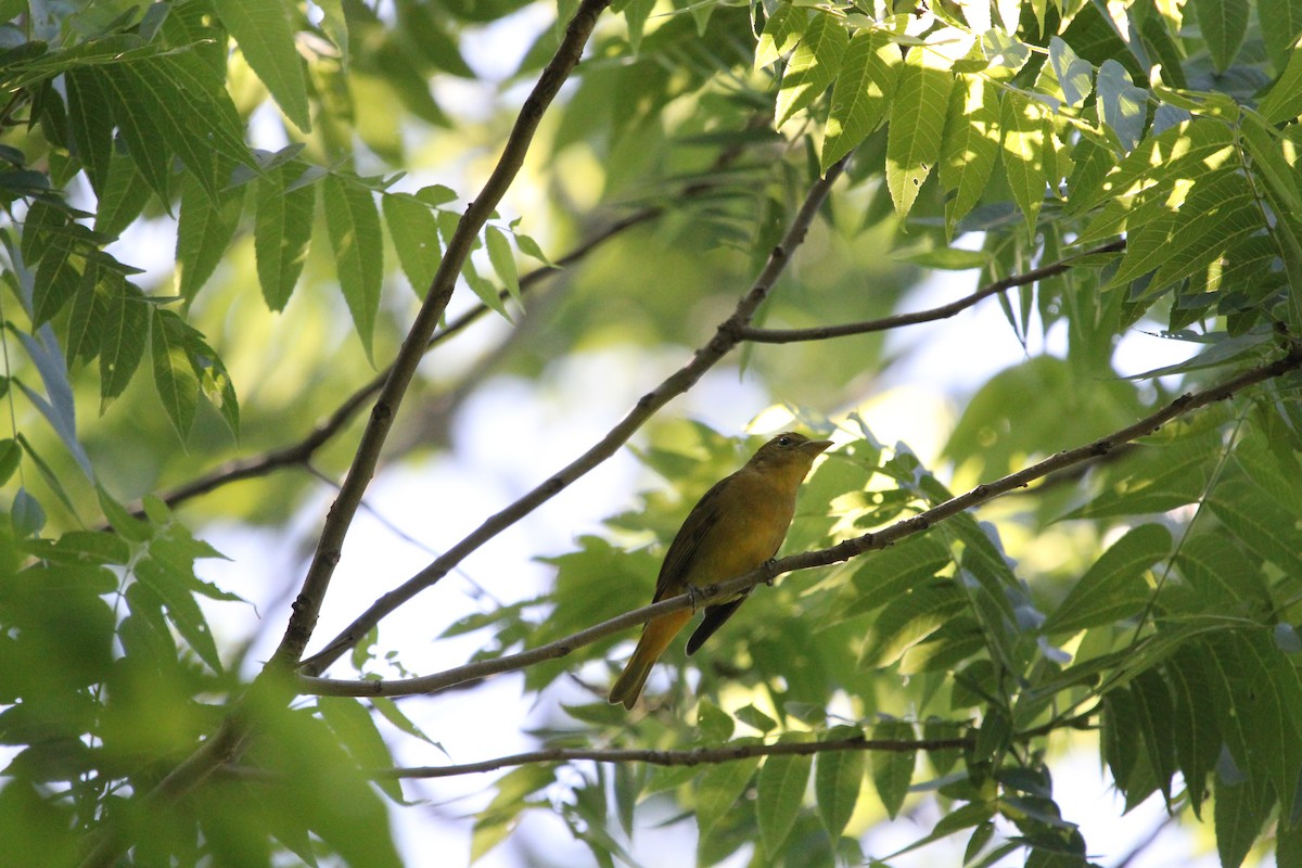 Summer Tanager - ML620487987