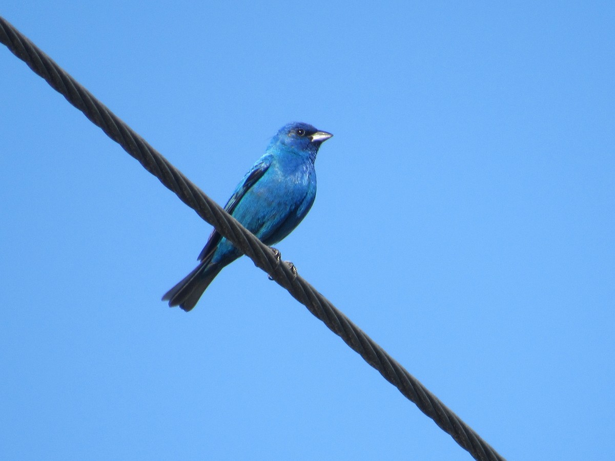 Passerin indigo - ML620487994