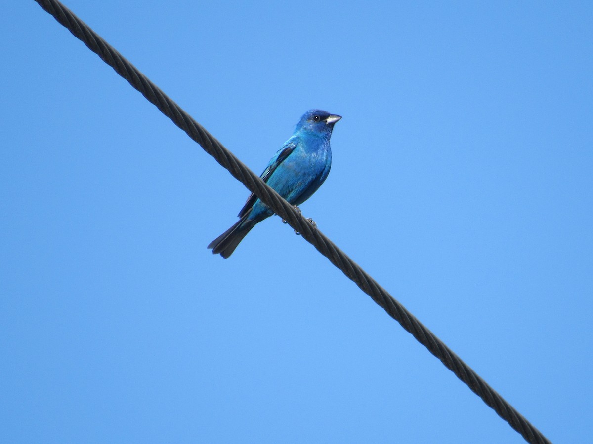 Passerin indigo - ML620487995