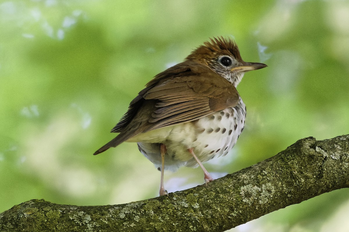 Wood Thrush - ML620487997