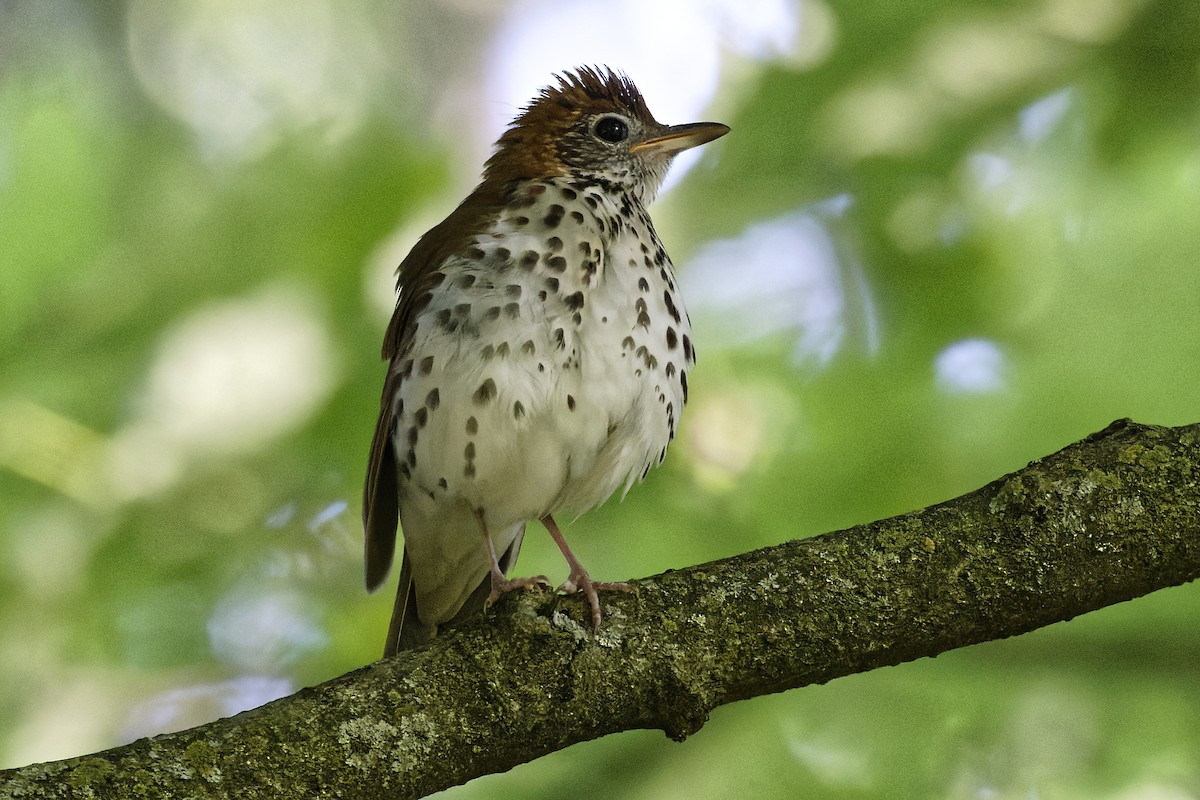Wood Thrush - ML620487998