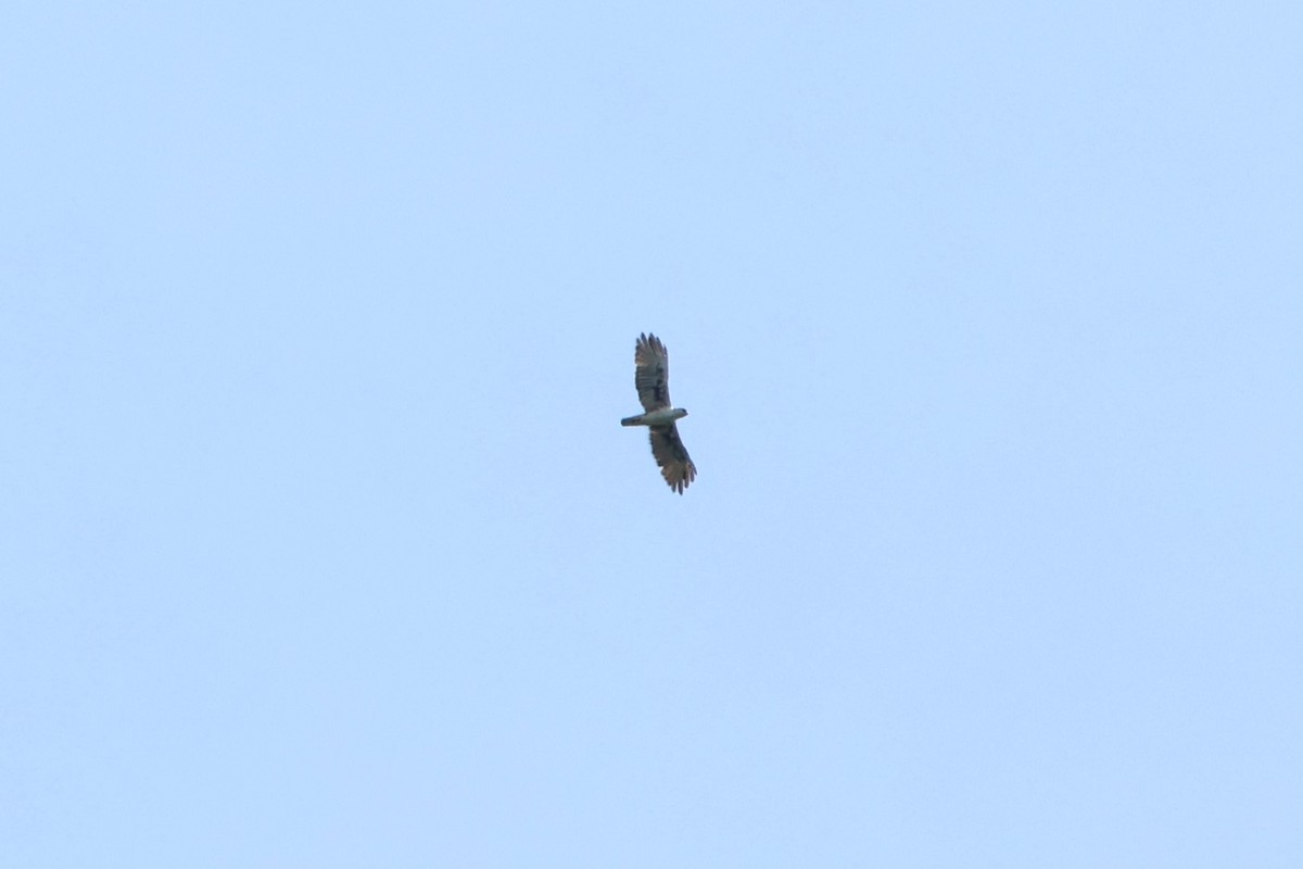 Rufous-bellied Eagle - ML620488003