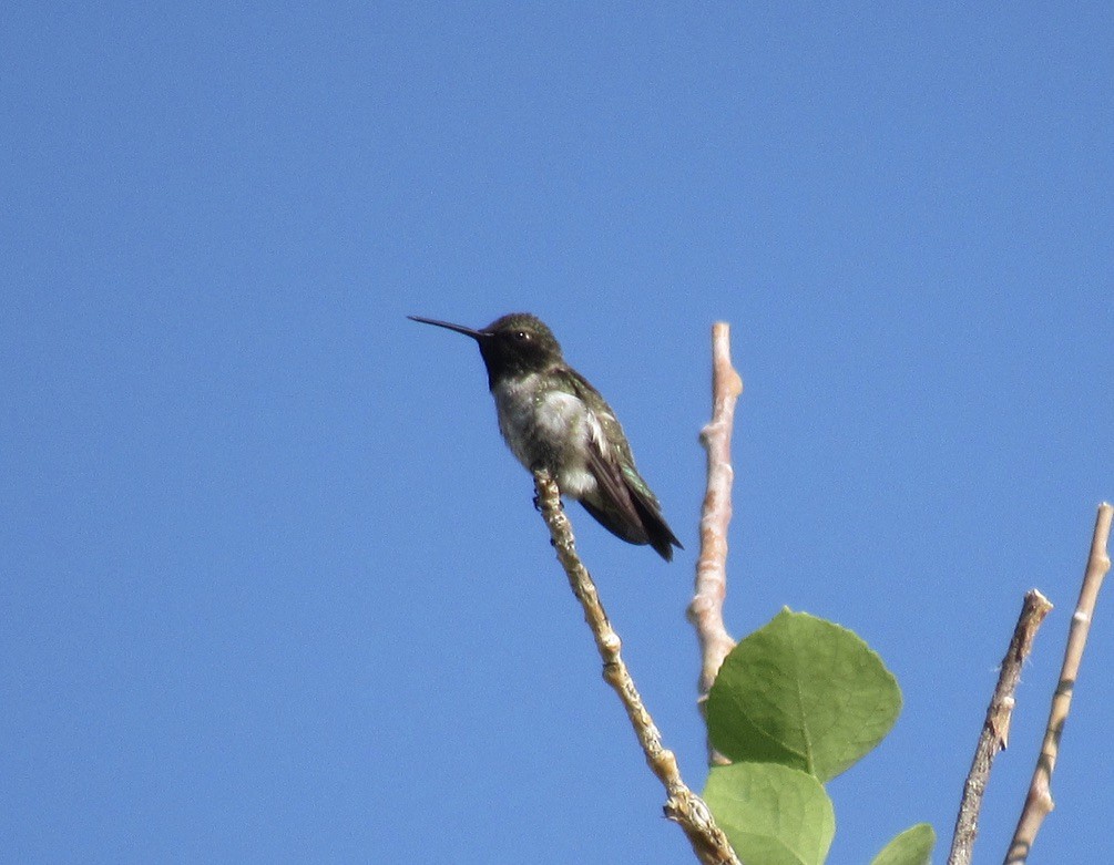 Black-chinned Hummingbird - ML620488005