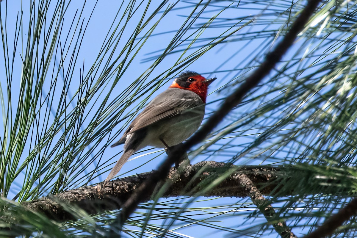 Red-faced Warbler - ML620488007