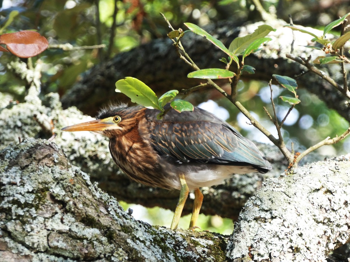 Green Heron - Paul King