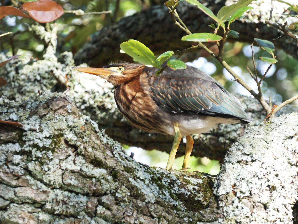 Green Heron - ML620488009