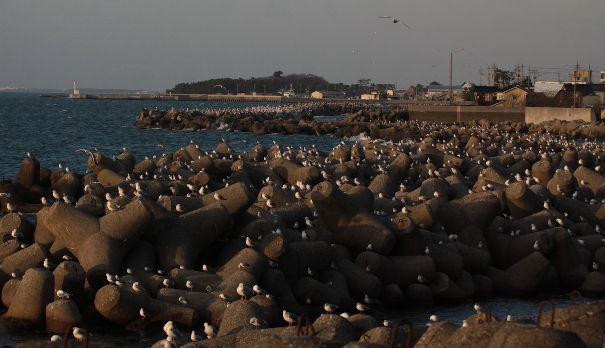 Common Gull (Kamchatka) - ML620488010