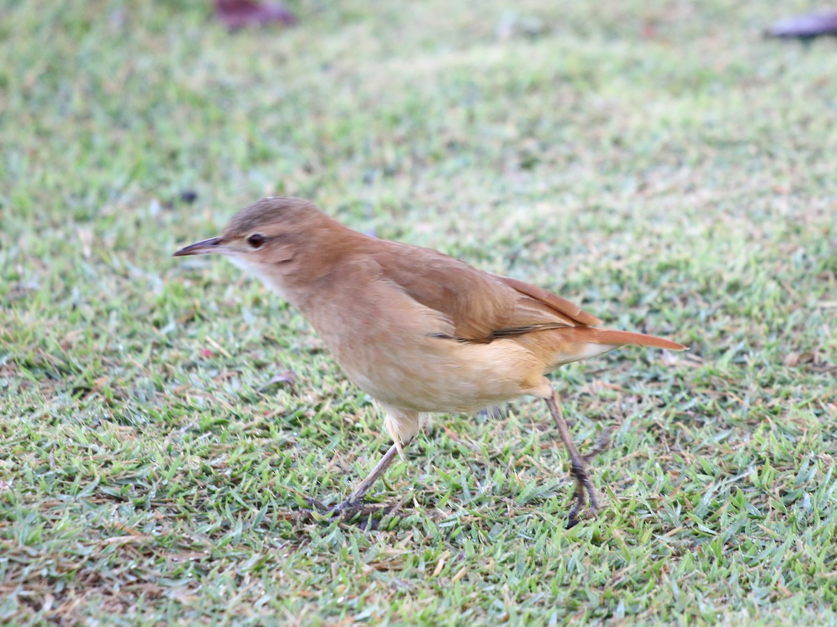 Rufous Hornero - ML620488013