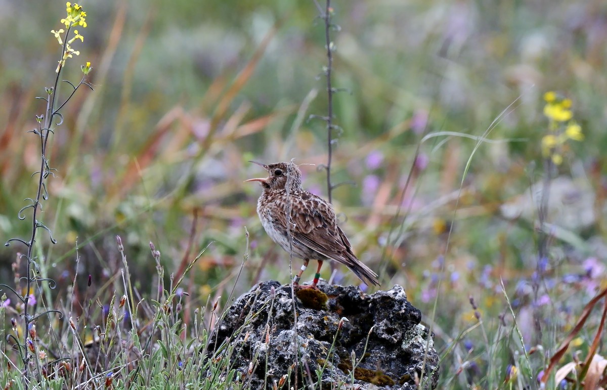 Dupont's Lark - ML620488015