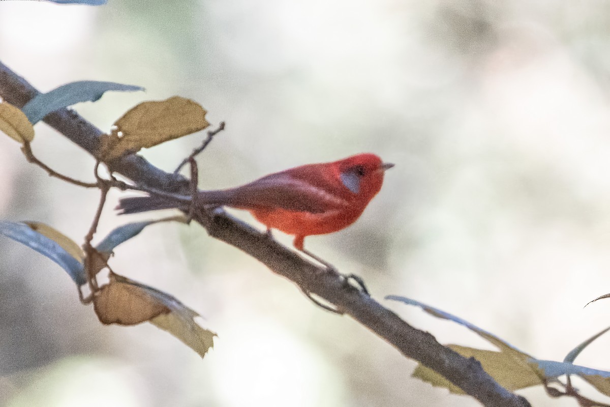 Paruline rouge (melanauris) - ML620488016