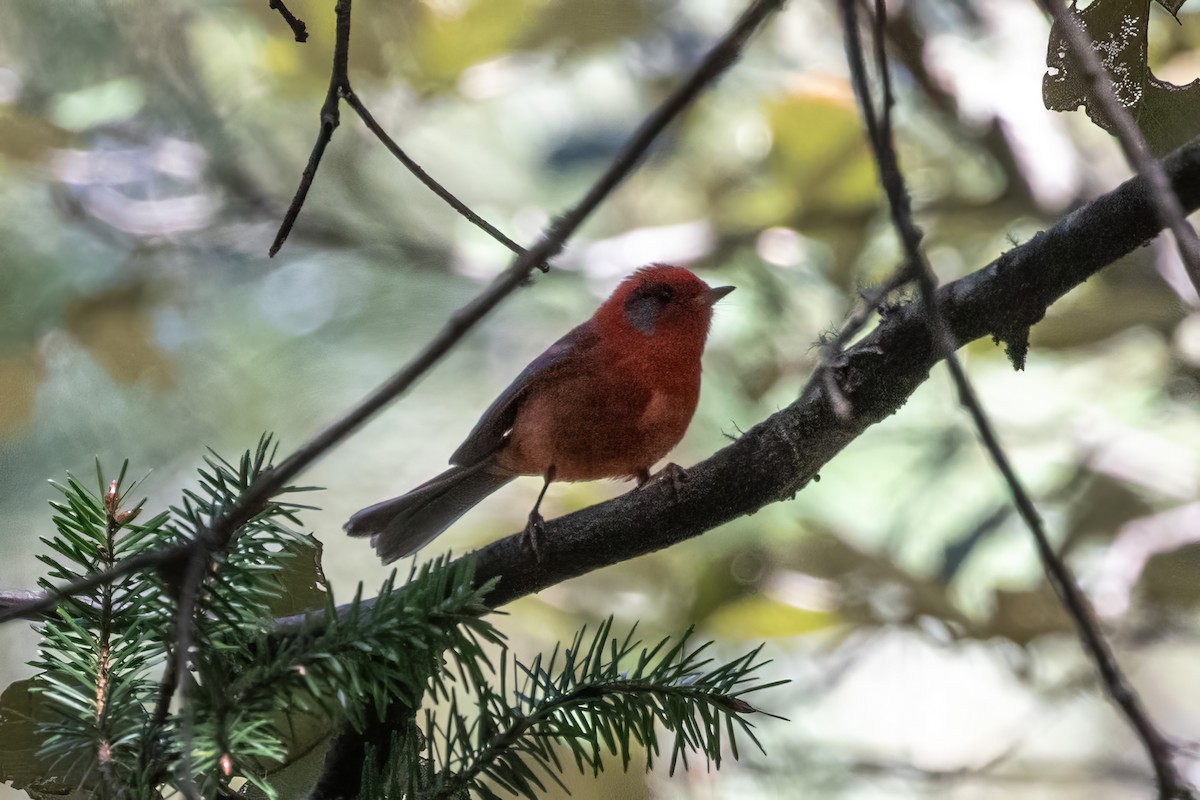 Red Warbler (Gray-cheeked) - ML620488017