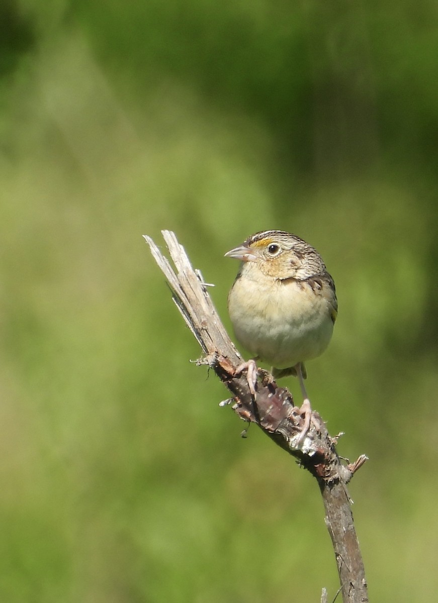 Grasshopper Sparrow - ML620488030