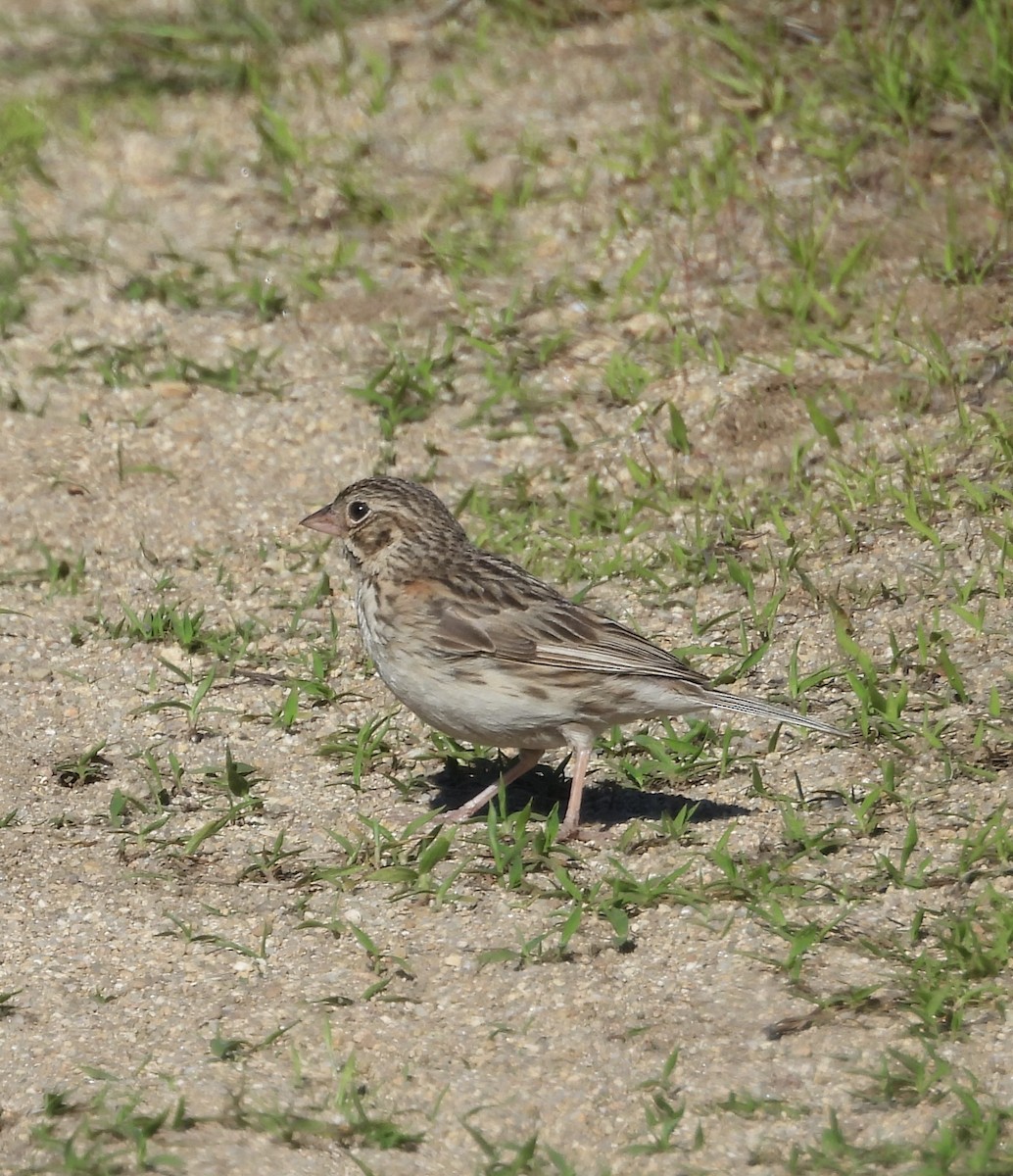 Vesper Sparrow - ML620488033