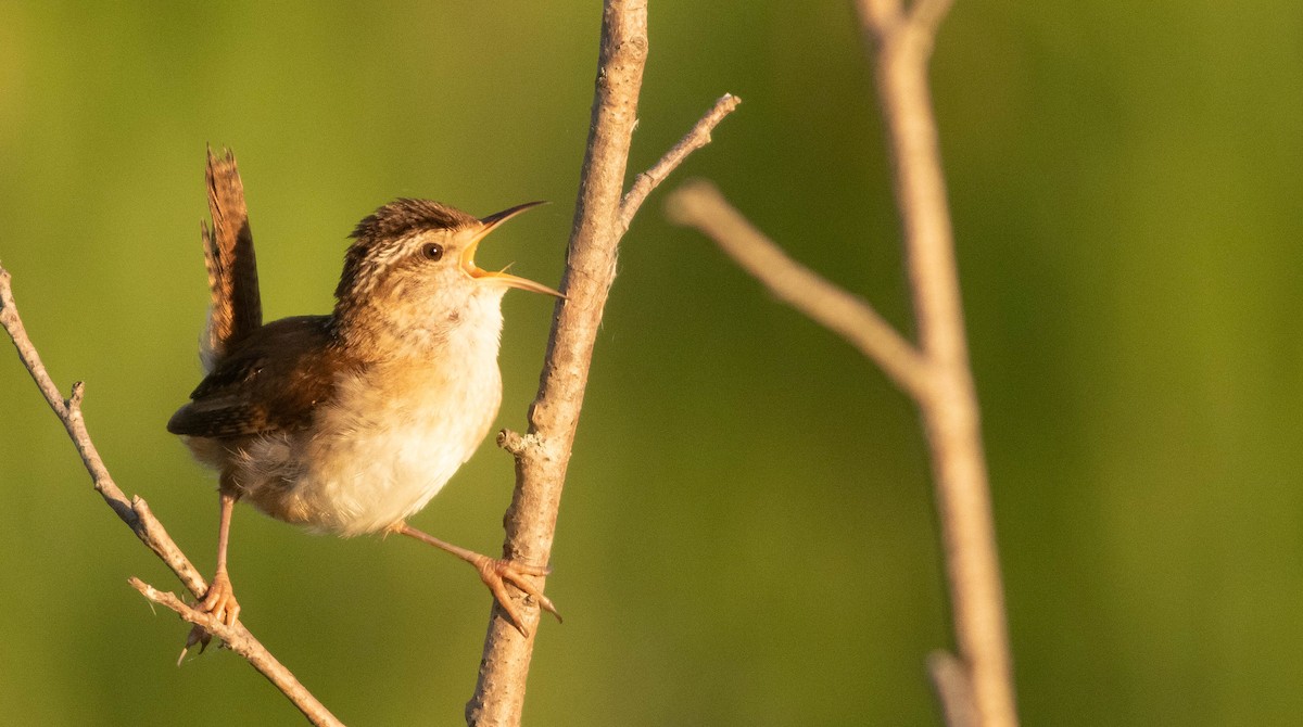 Marsh Wren - ML620488036