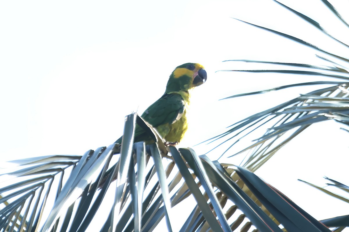 Yellow-eared Parrot - ML620488046