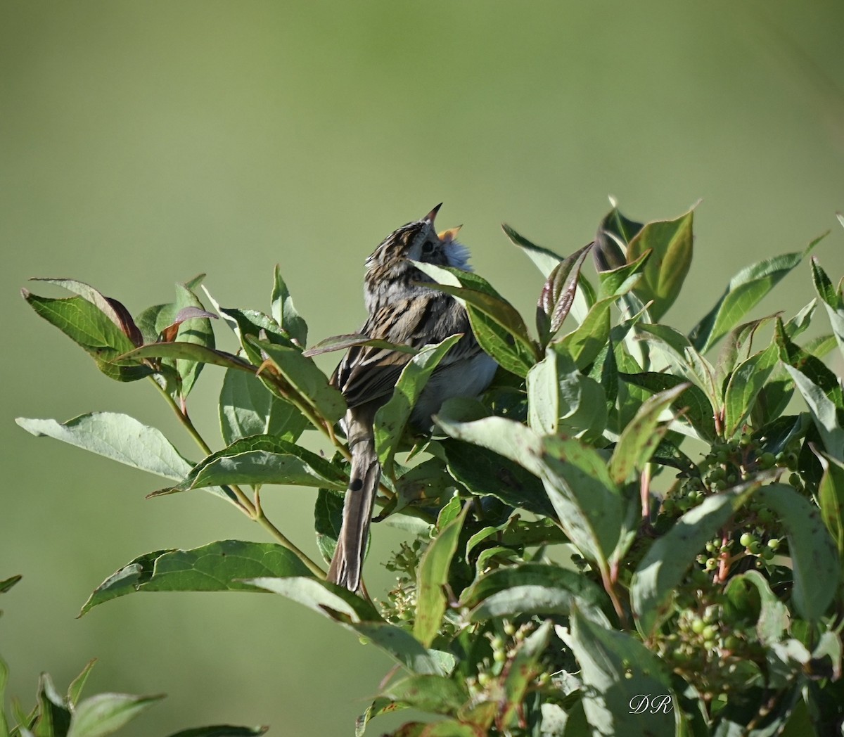 Clay-colored Sparrow - ML620488049