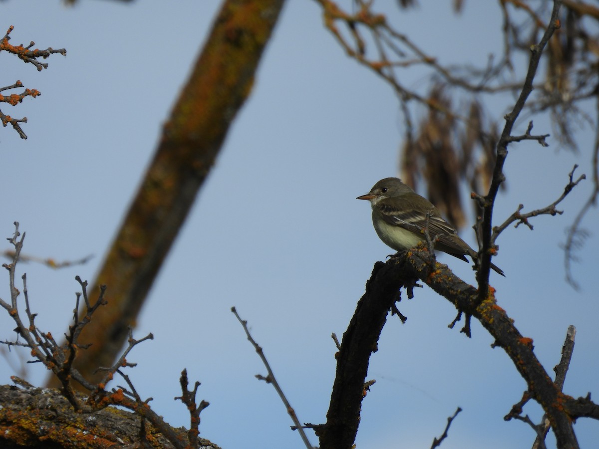 Willow Flycatcher - ML620488056