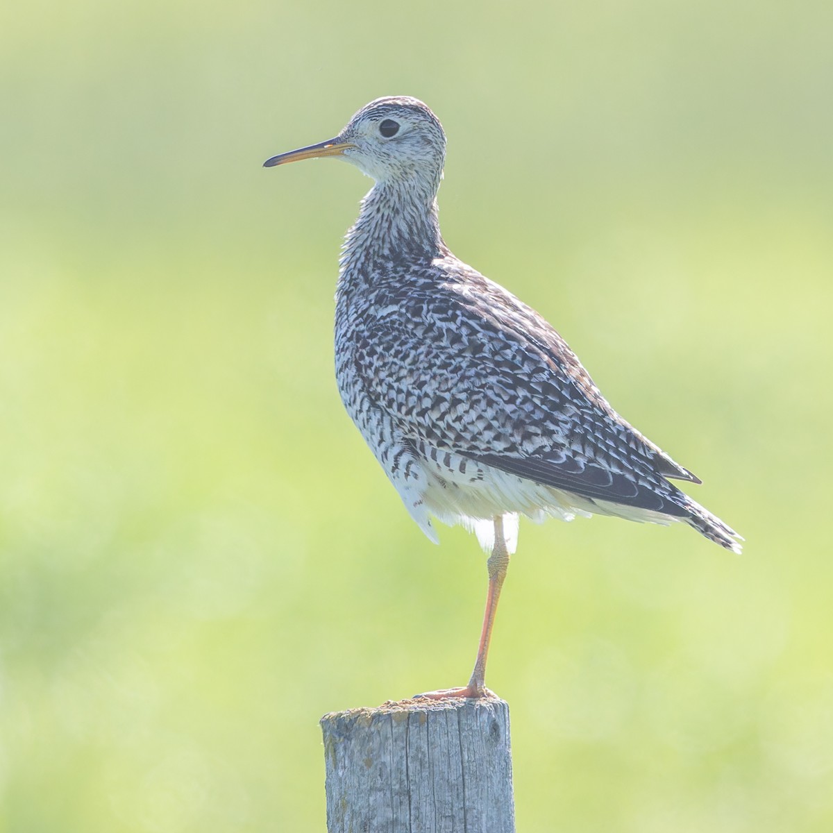 Upland Sandpiper - ML620488063