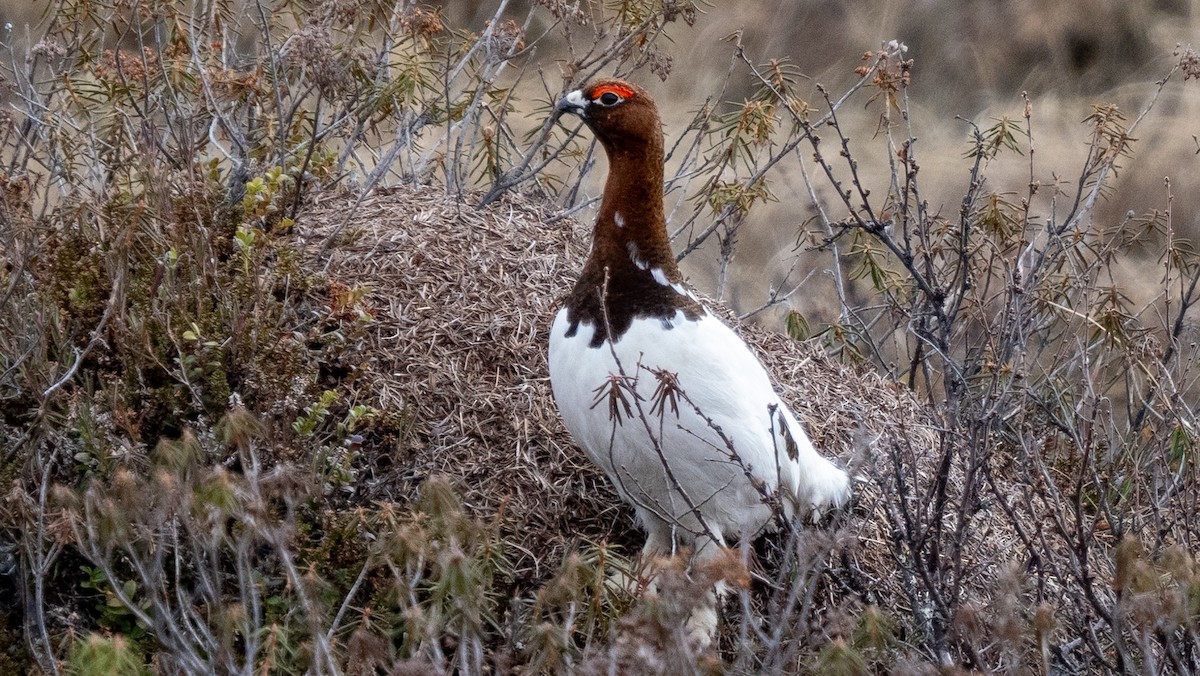 Moorschneehuhn - ML620488064