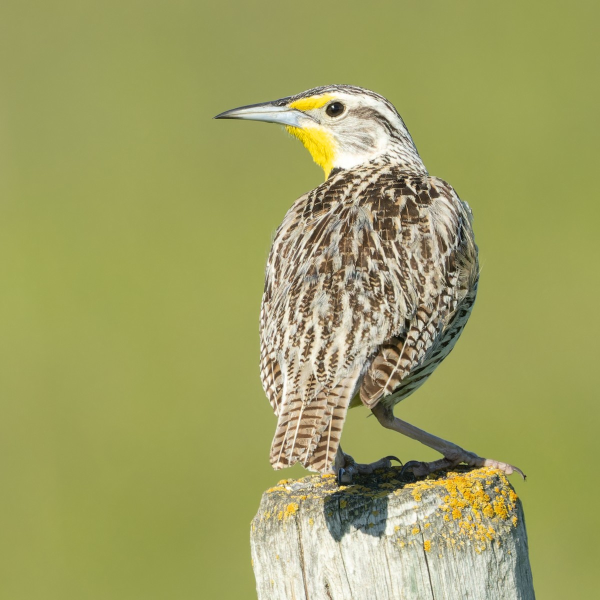 Western Meadowlark - ML620488065