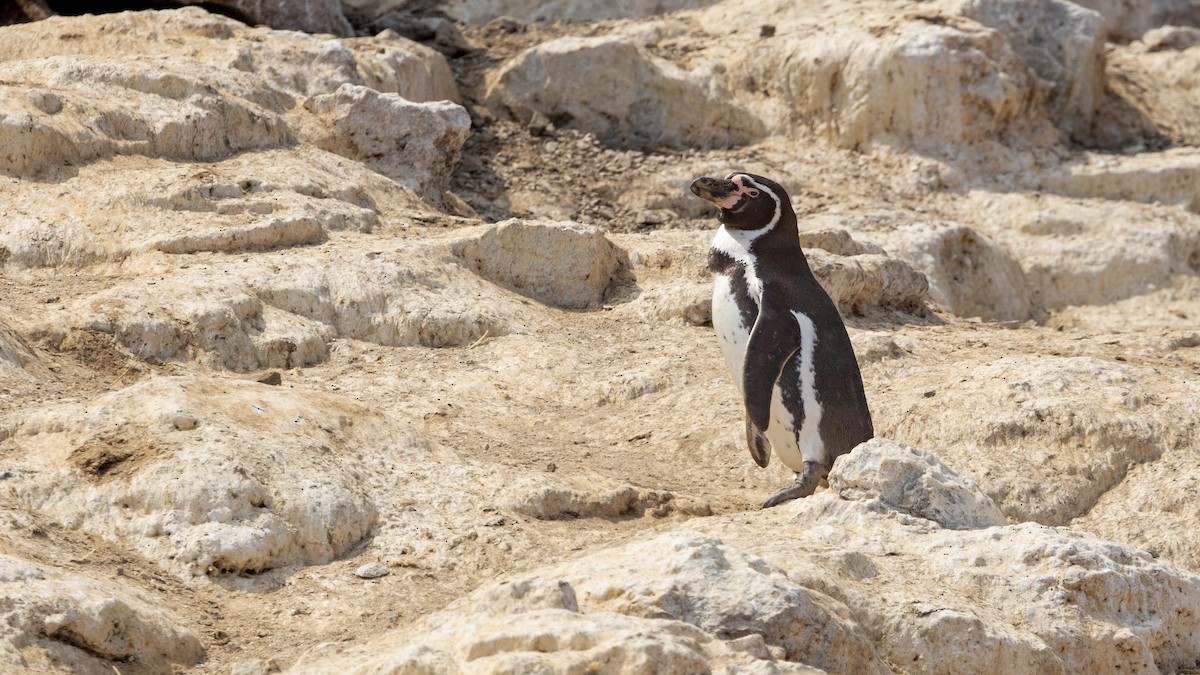 Pingüino de Humboldt - ML620488067