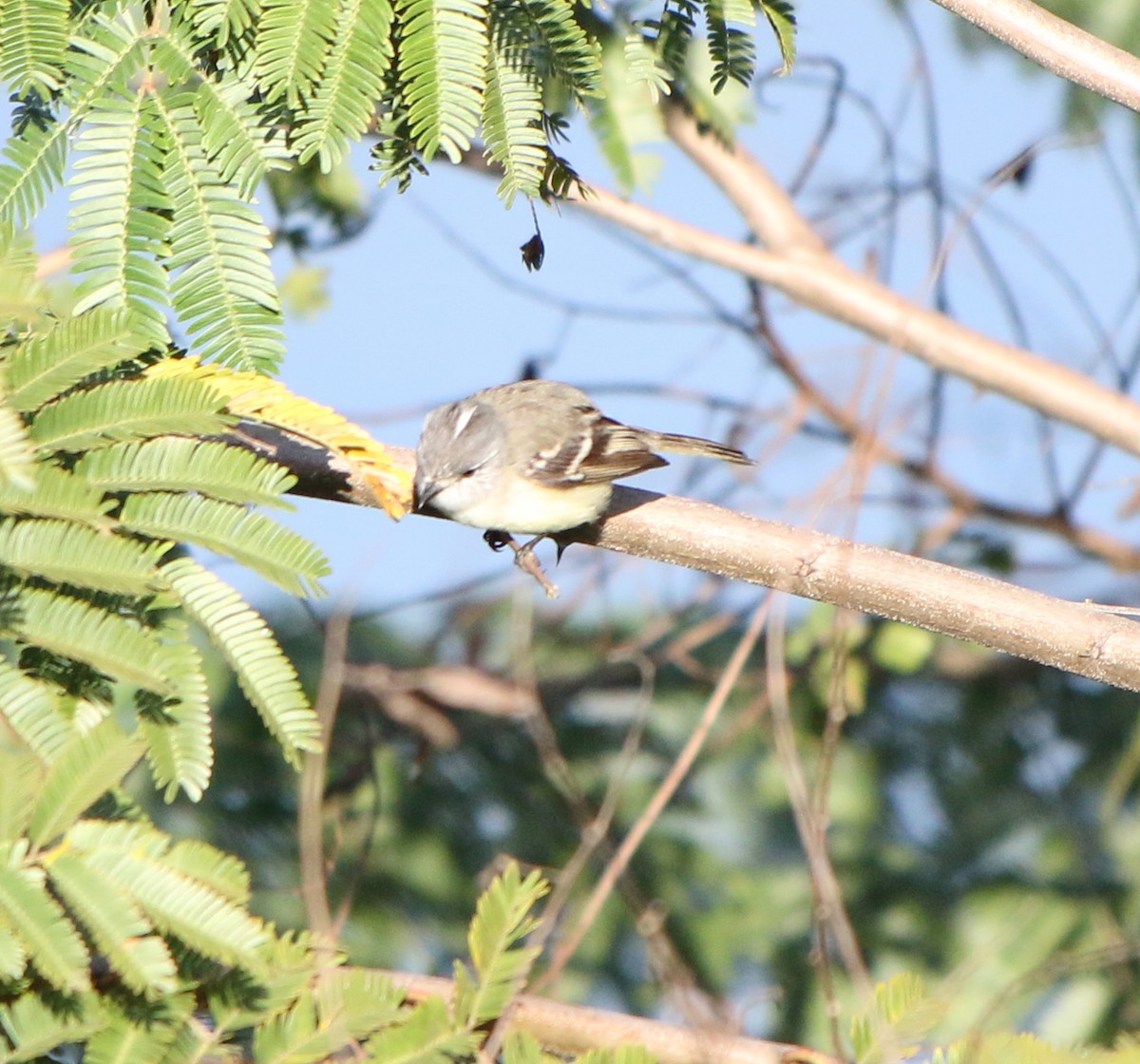 White-crested Tyrannulet - ML620488069