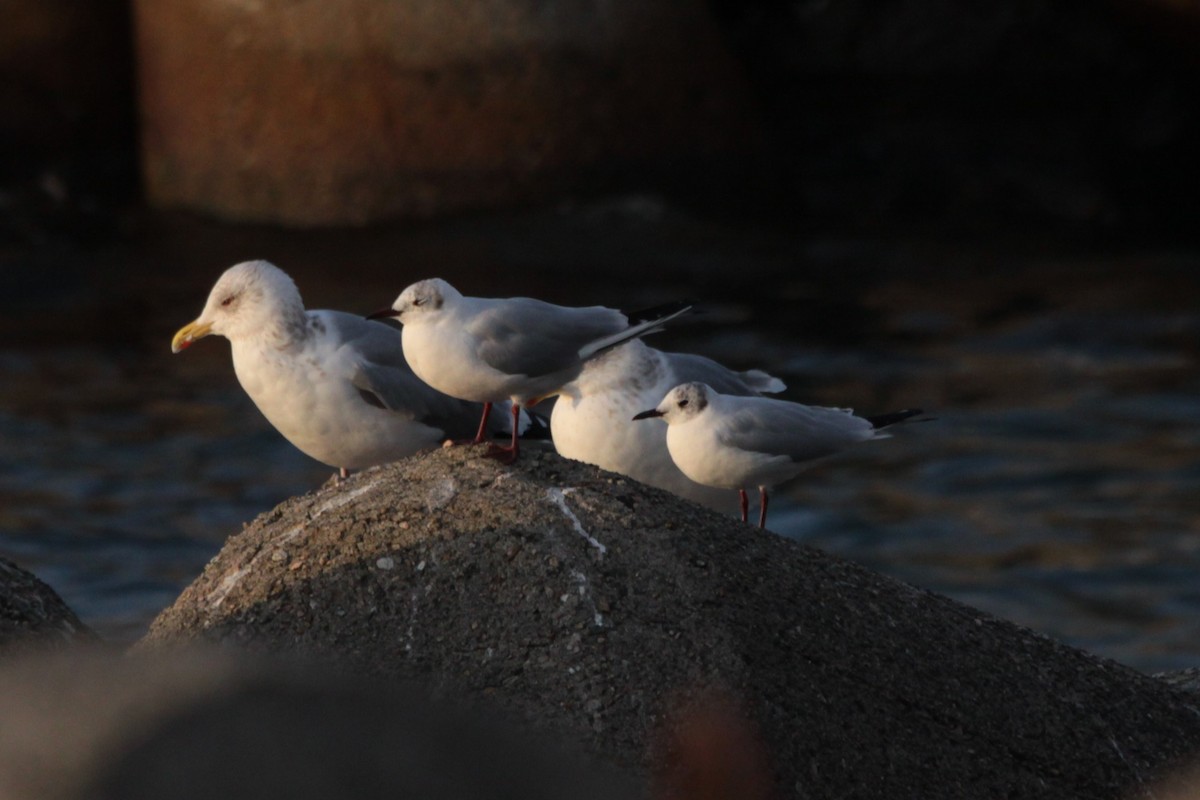 Black-headed Gull - NANASE NISHINO