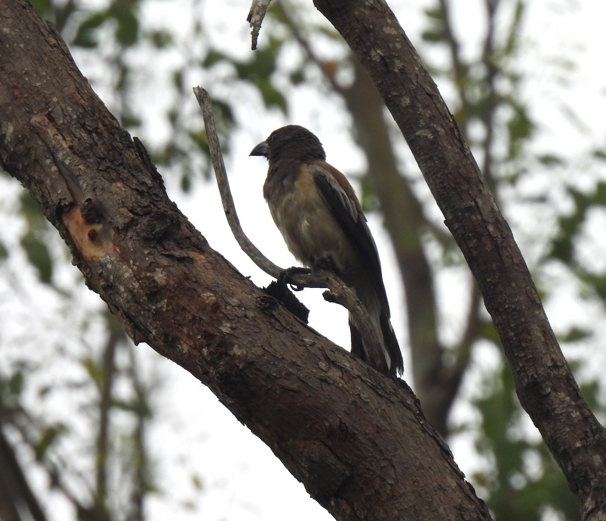 Rufous Treepie - ML620488079